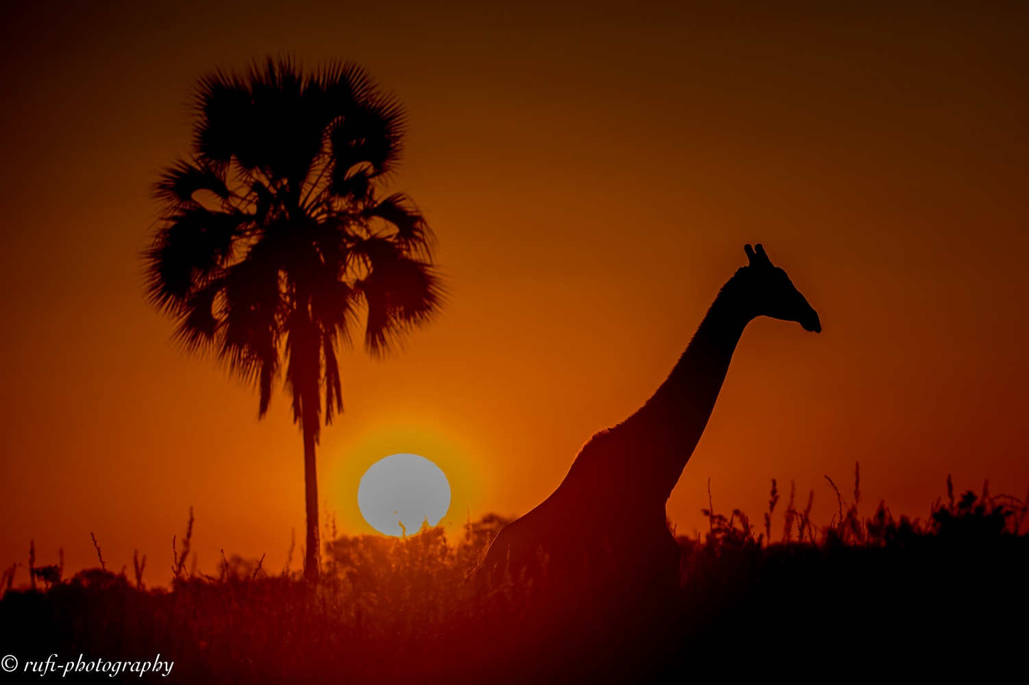 Giraffe im an einem wunderschönen Sonnenuntergang