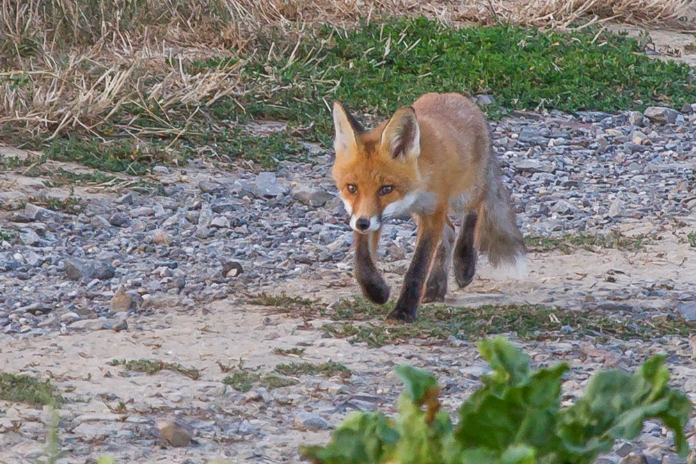 Jungfuchs