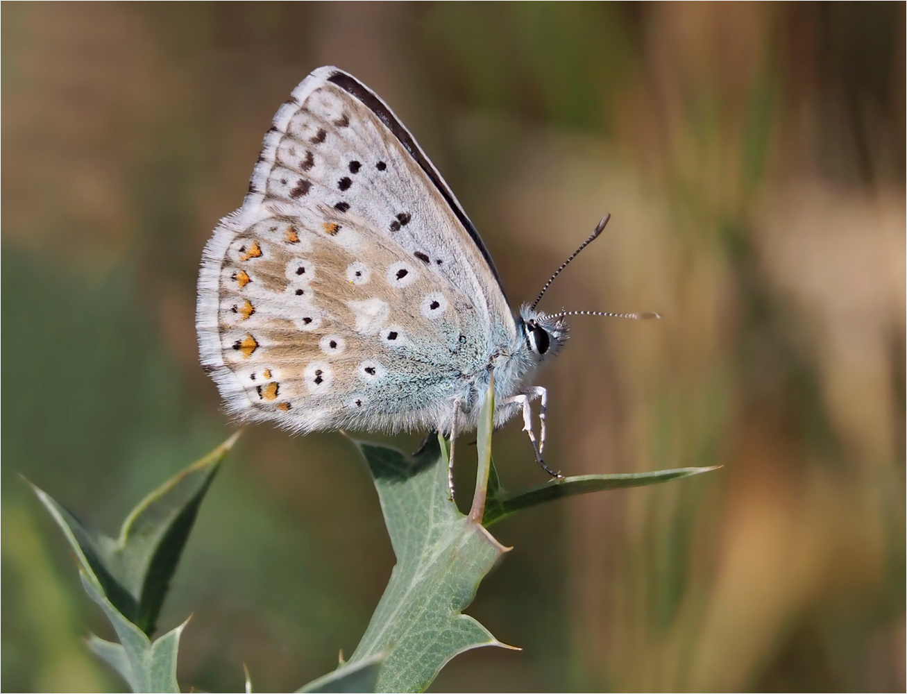seit geraumer Zeit (Forum für Naturfotografen)