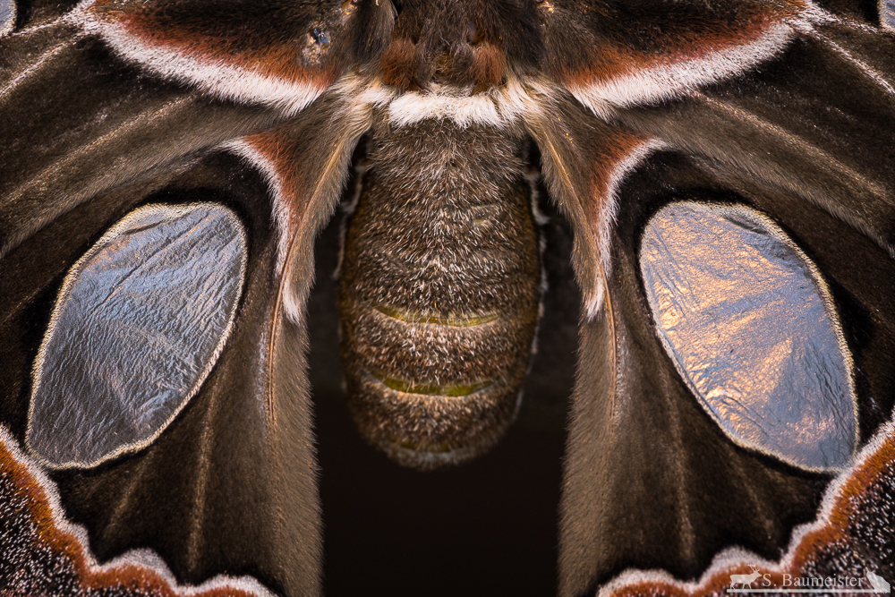 Rothschildia aricia xanthina