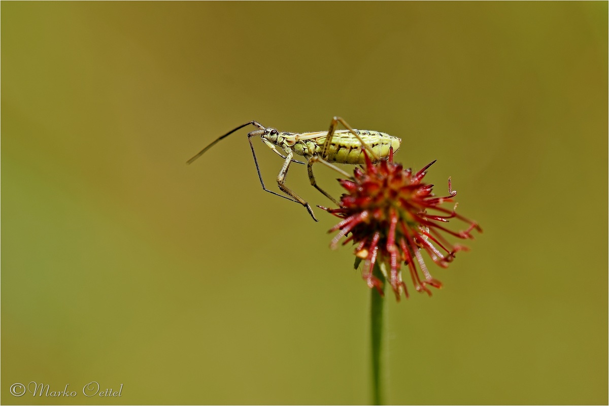 Langhaarige Dolchwanze (Leptopterna dolobrata)