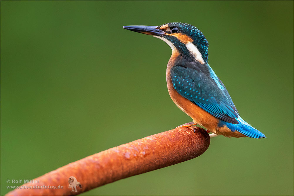 Eisvogel, Jungvogel