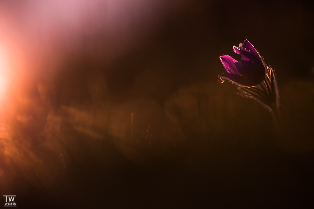 Lonesome