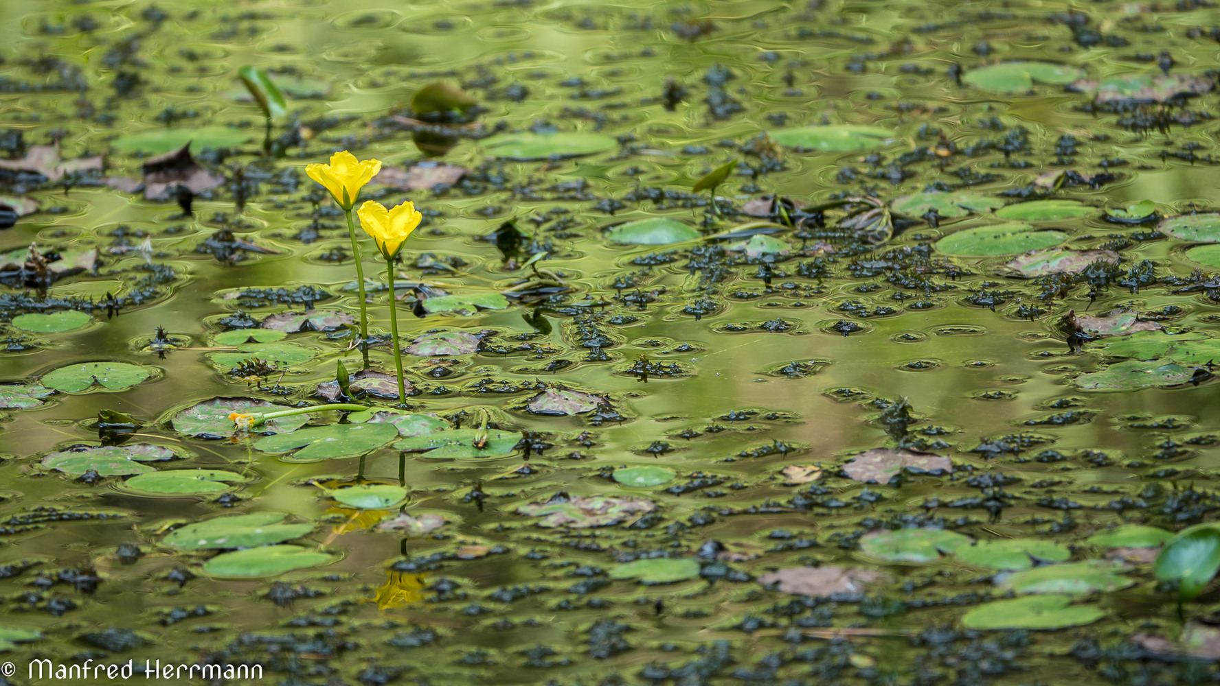 Am Waldweiher