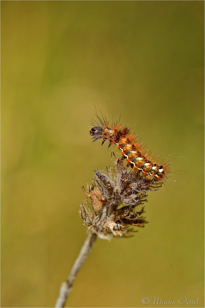 Raupe Ampfer-Rindeneule (Acronicta rumicis)