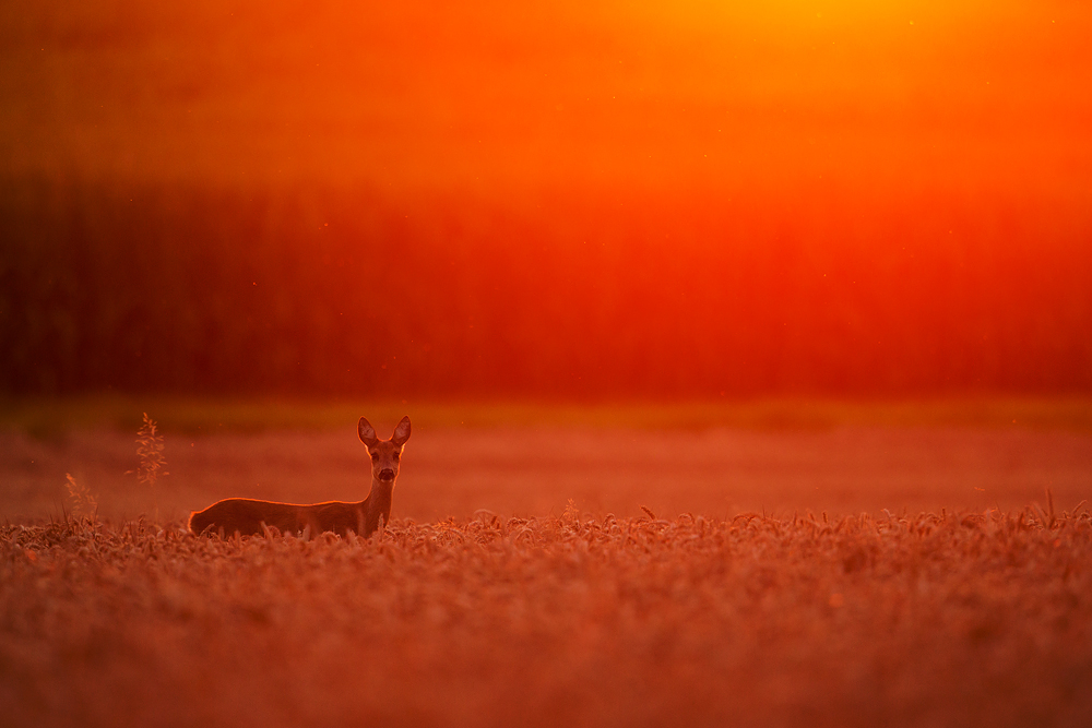 ~ Warmer Sommerabend ~