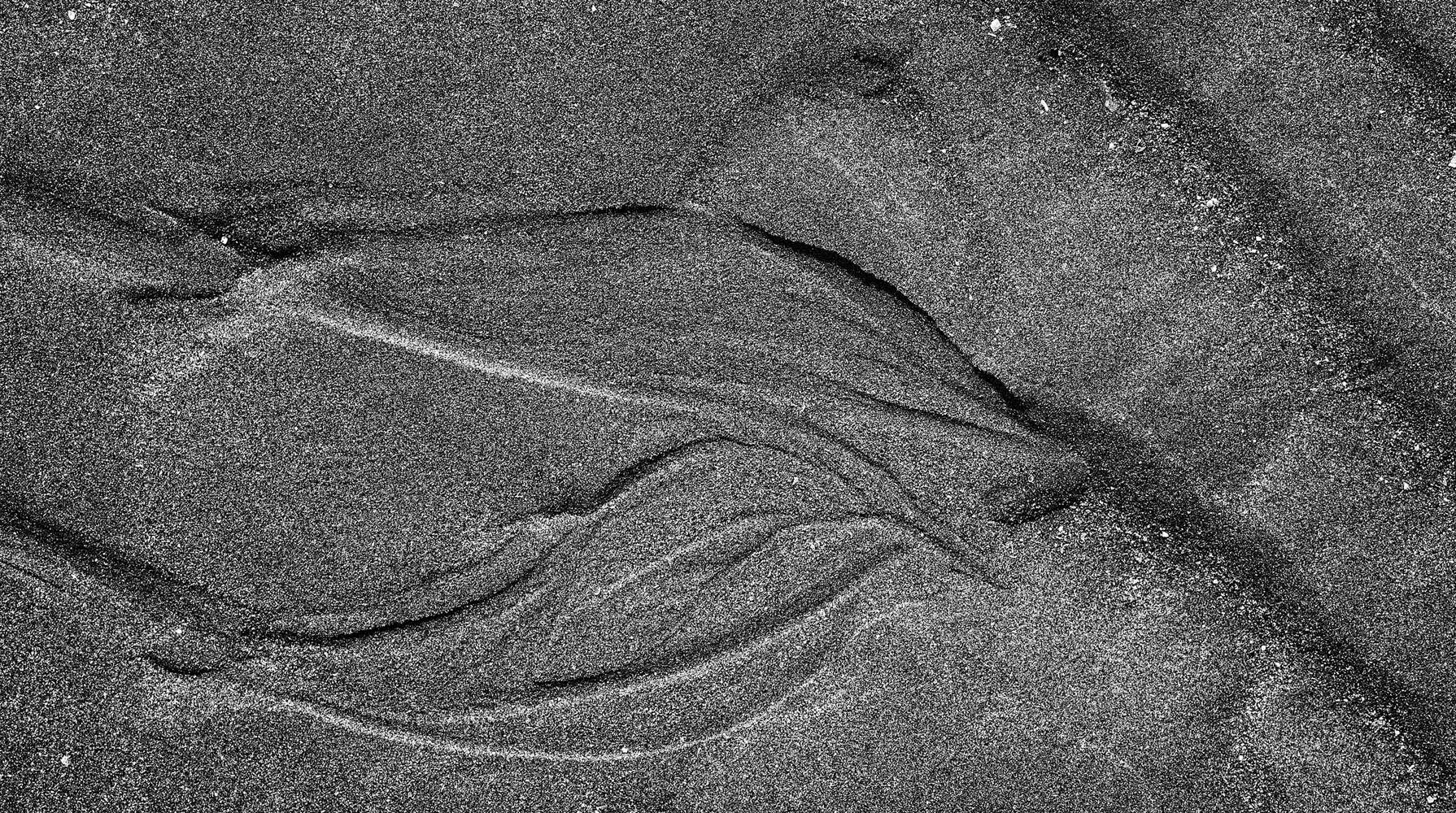 ___dolphins___