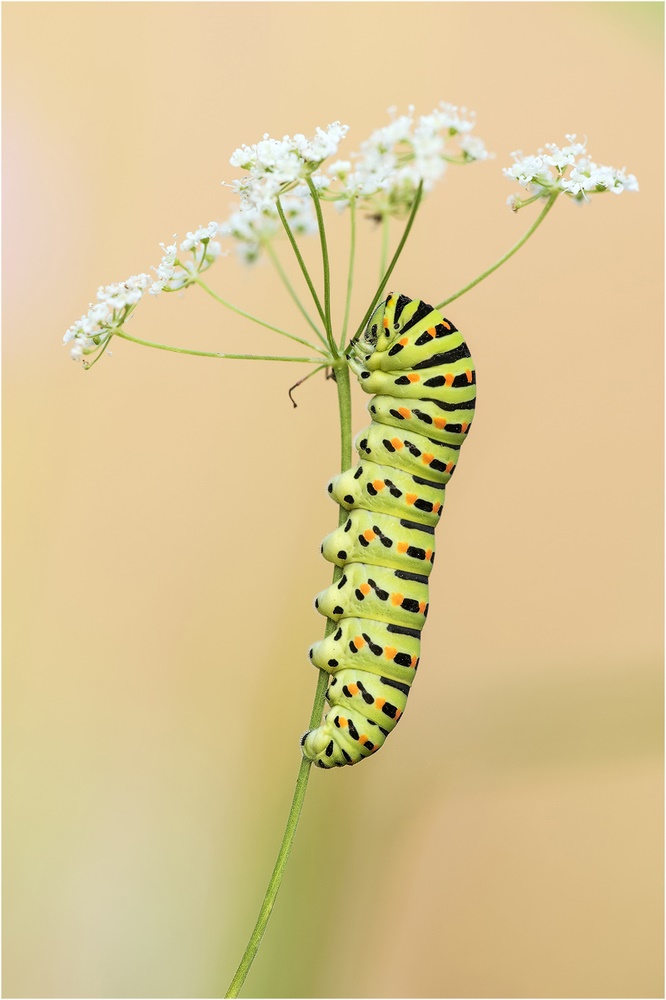 Schwalbenschwanz Raupe,