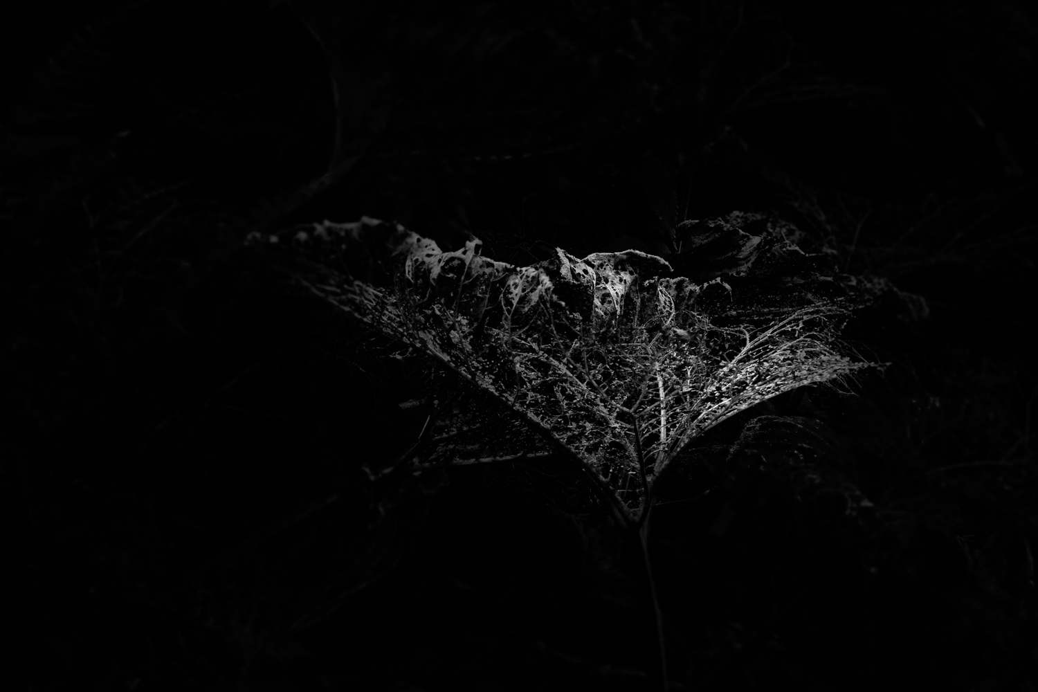 Lichtspiele