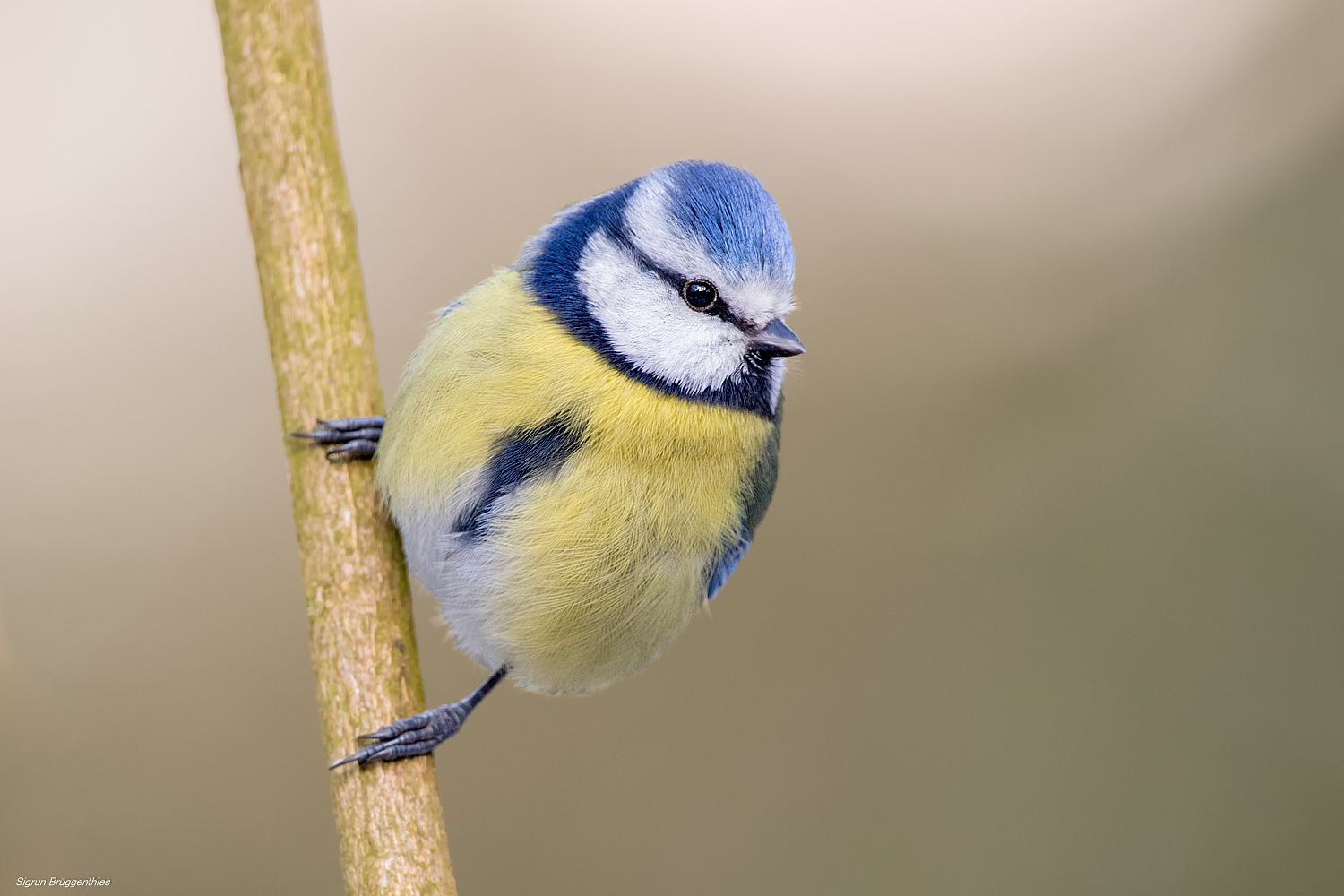 Blaumeise