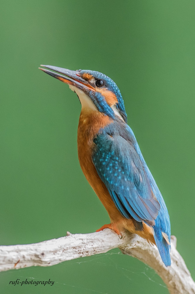 Eisvogel