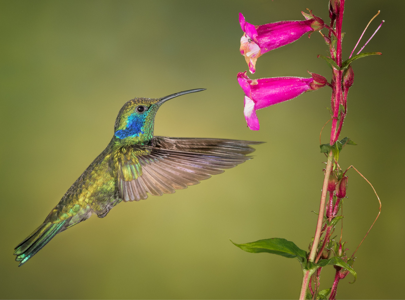 Kleiner Veilchenohrkolibri