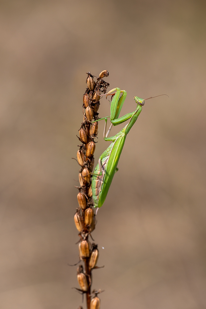 Mantis religiosa