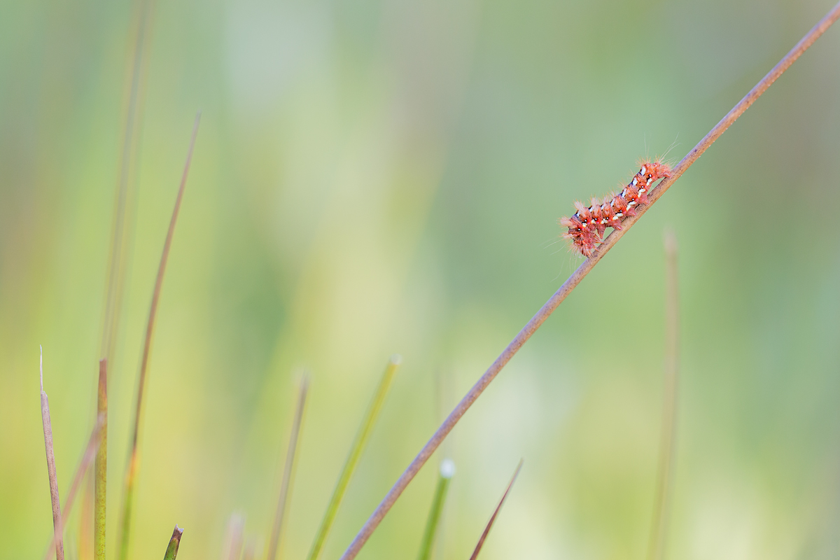 Ampfer-Rindeneule (Acronicta rumicis)