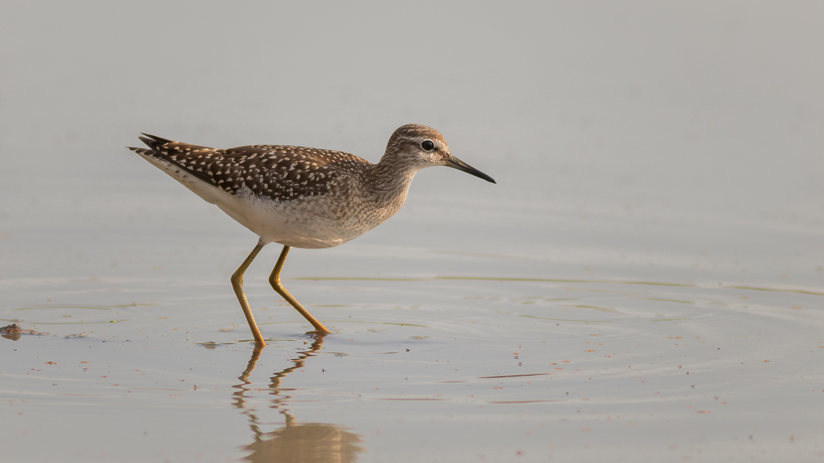 Bruchwasserläufer