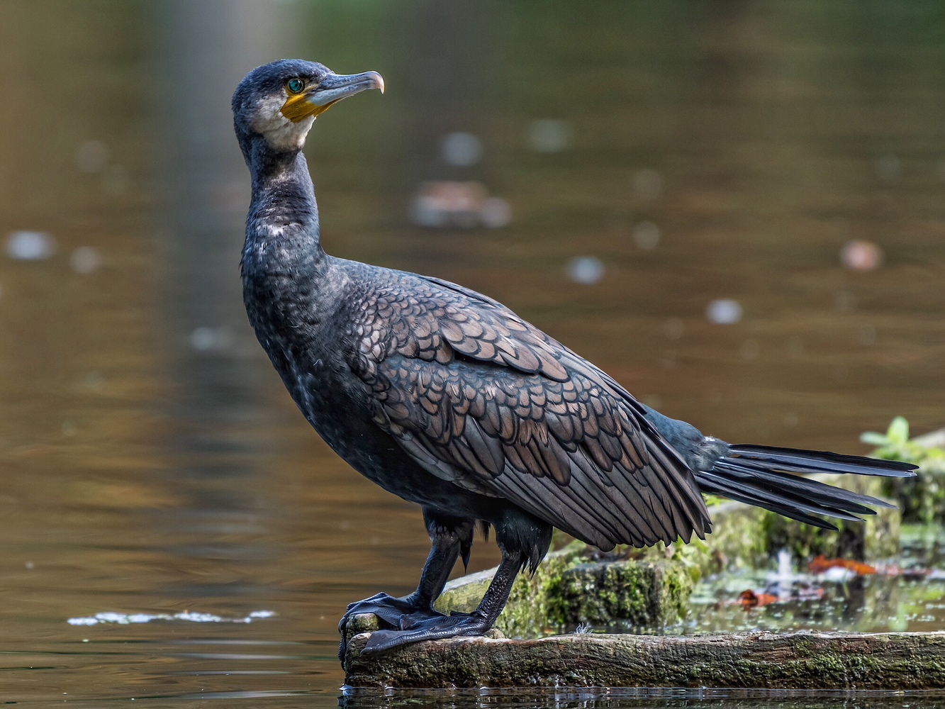Kormoran (Forum für Naturfotografen)
