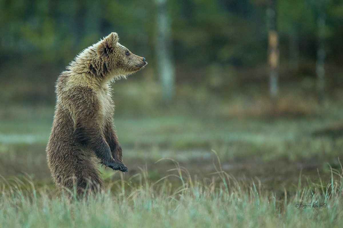 Junger Braunbär