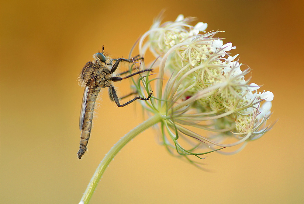 Schlichte Raubfliege