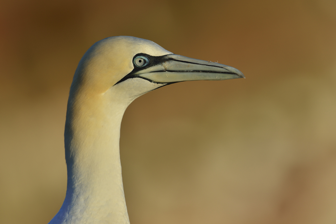 Basstölpel auf Helgoland