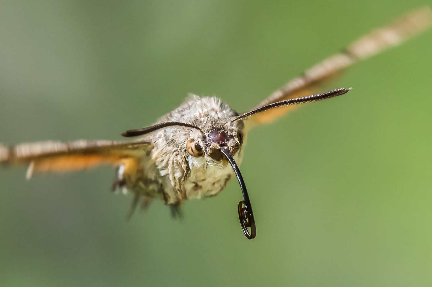 Taubenschwänzchen im Anflug