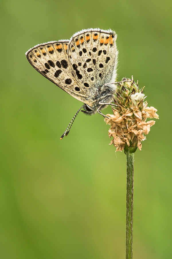 Close - Up