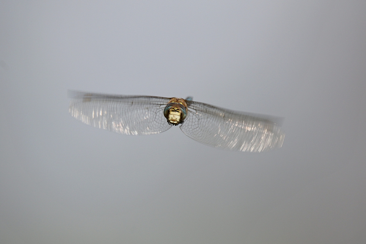 Frontal
