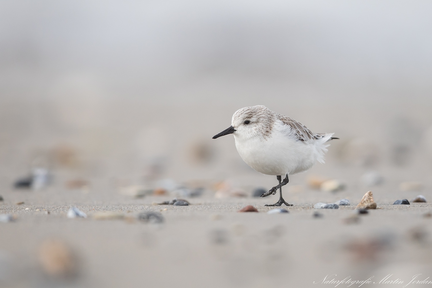 Sanderling