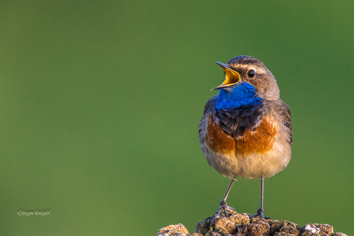 Blaukehlchen