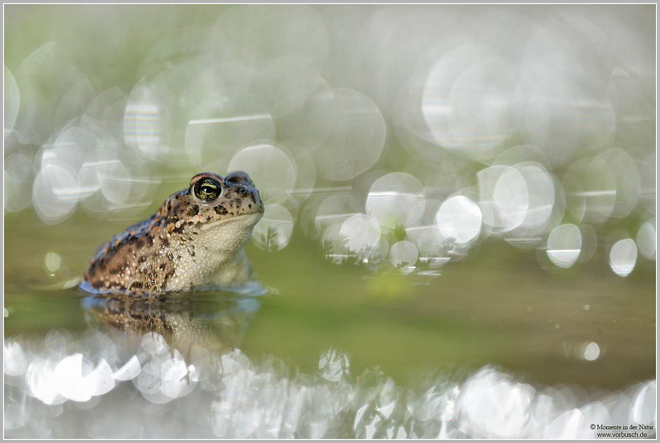 Kreuzkröte (Bufo calamita)