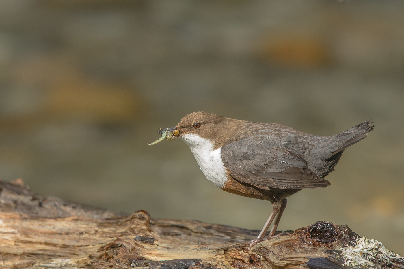 Wasseramsel