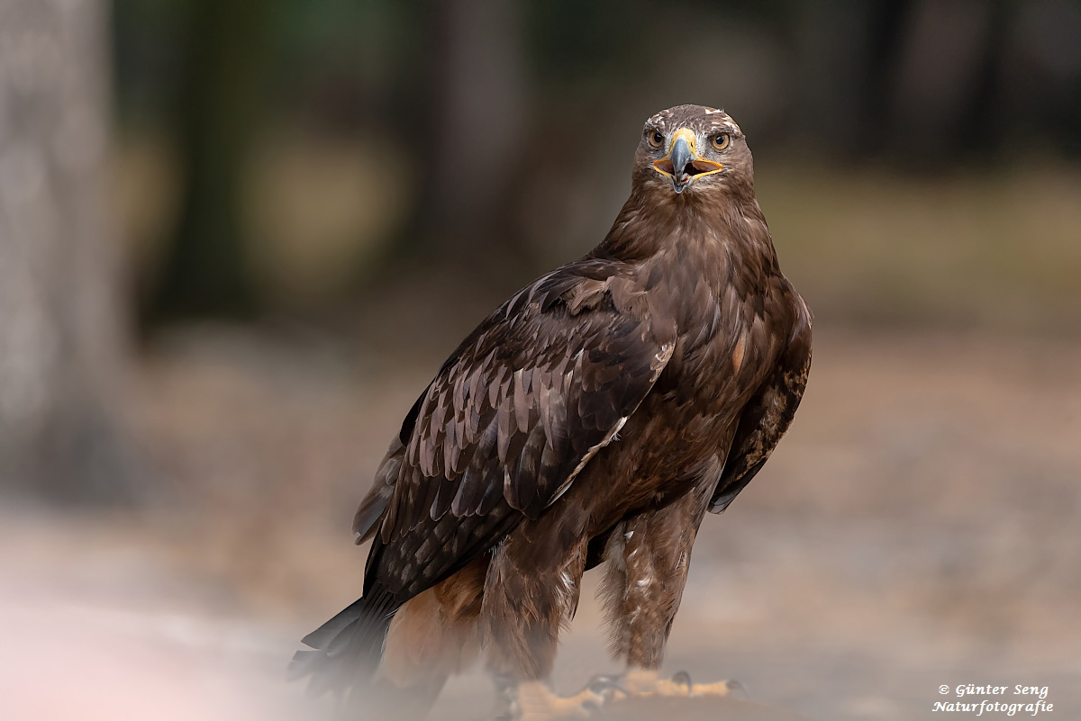 Steinadler