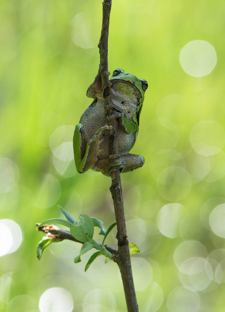 Laubfrosch