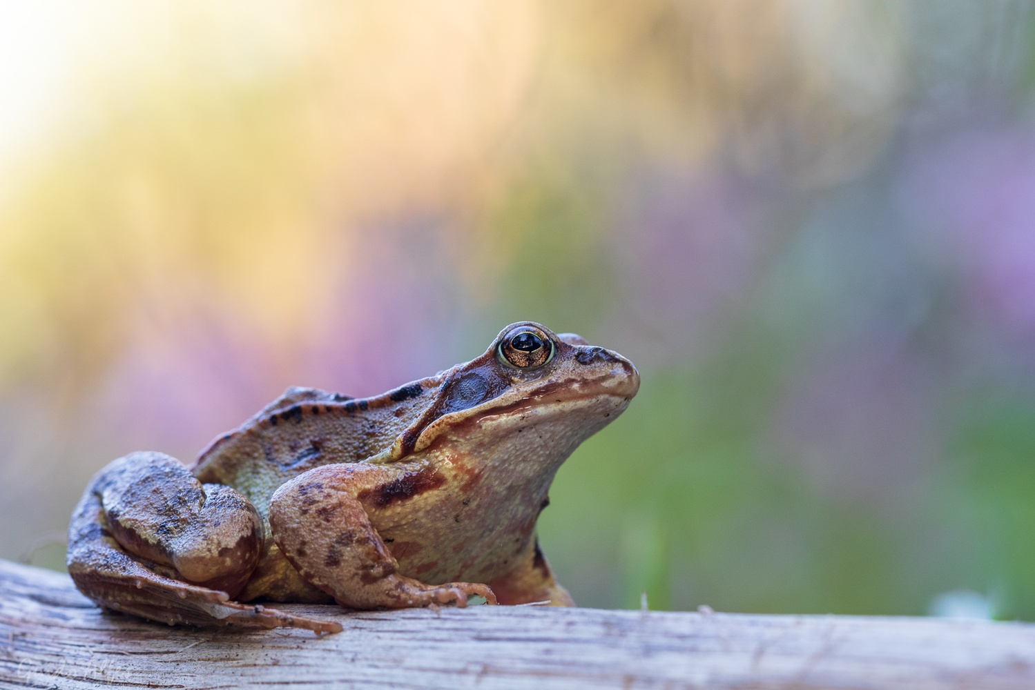 Grasfrosch