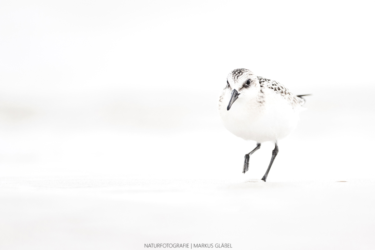 Sanderling im "Schneetreiben"