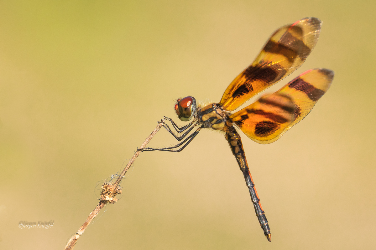 Halloween Pennant