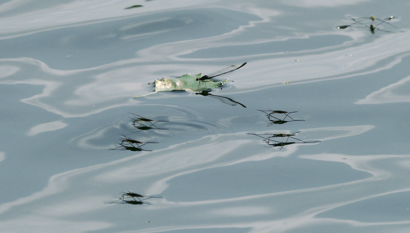 Attacke  der Wasserläuferarmada