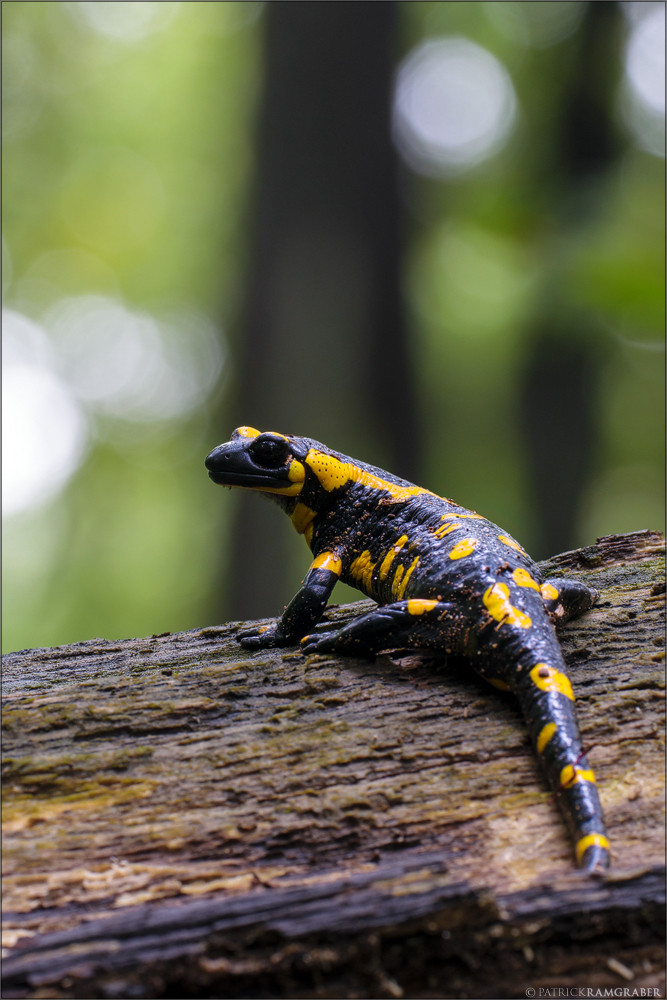 Feuersalamander