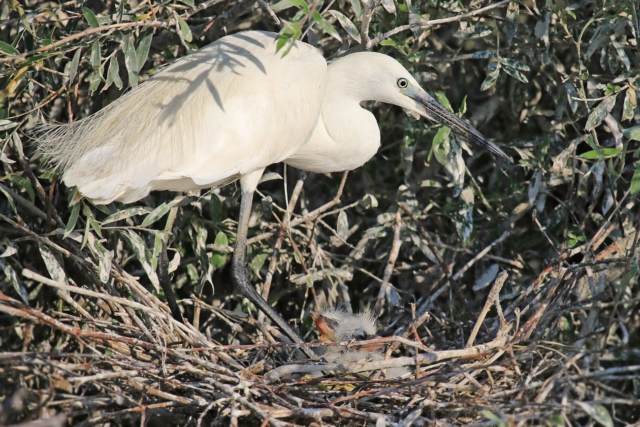 IM NEST (1) - Seidenreiher mit Nachwuchs