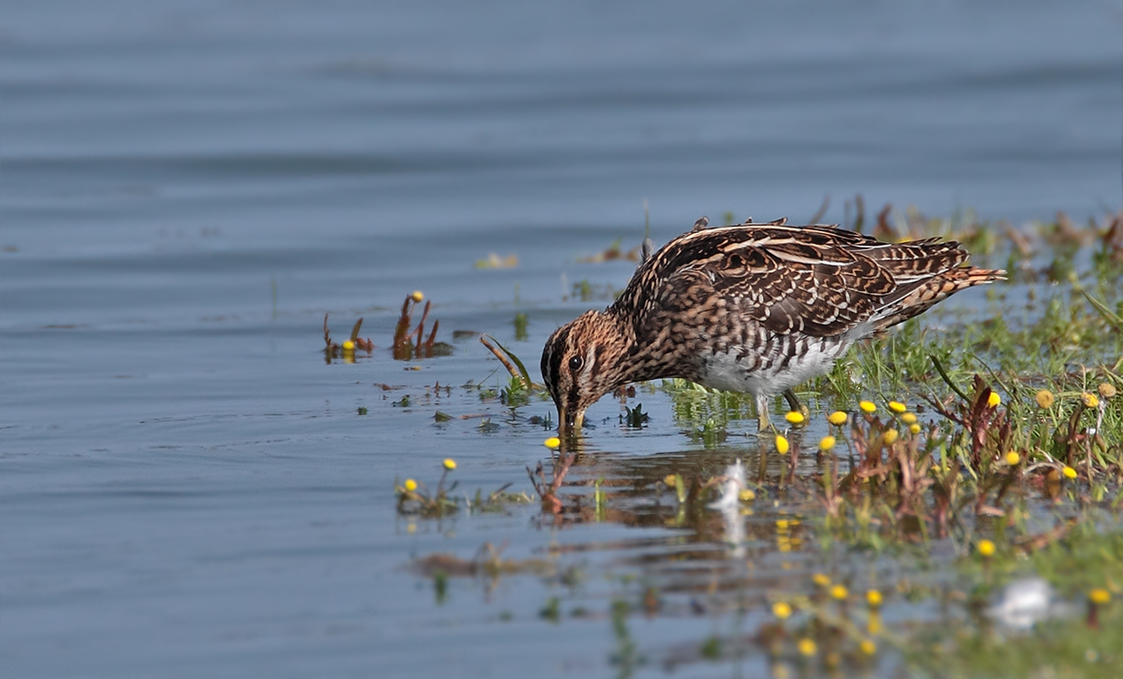 Bekassine (Gallinago gallinago)