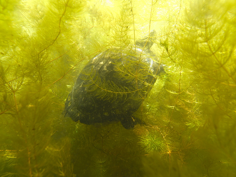 Schildkröte auf dem Weg ins Kraut