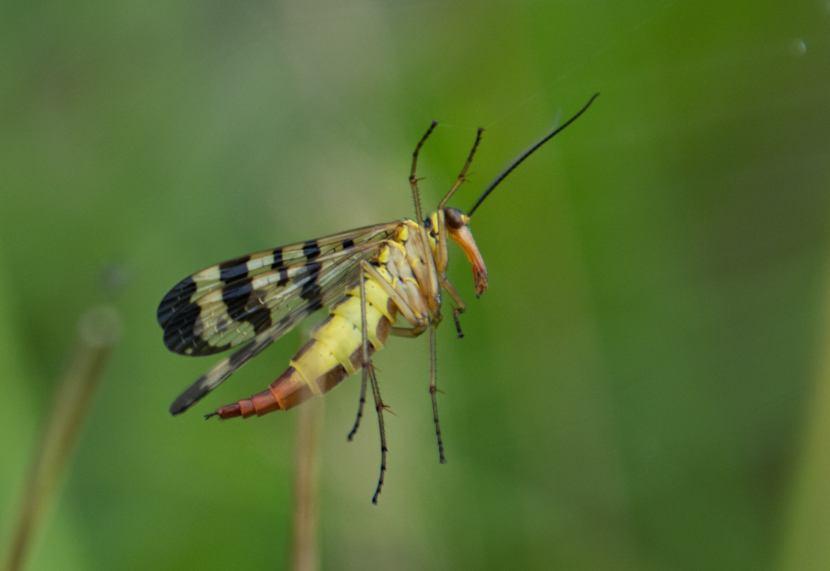 Skorpionsfliege im Spinnennetz