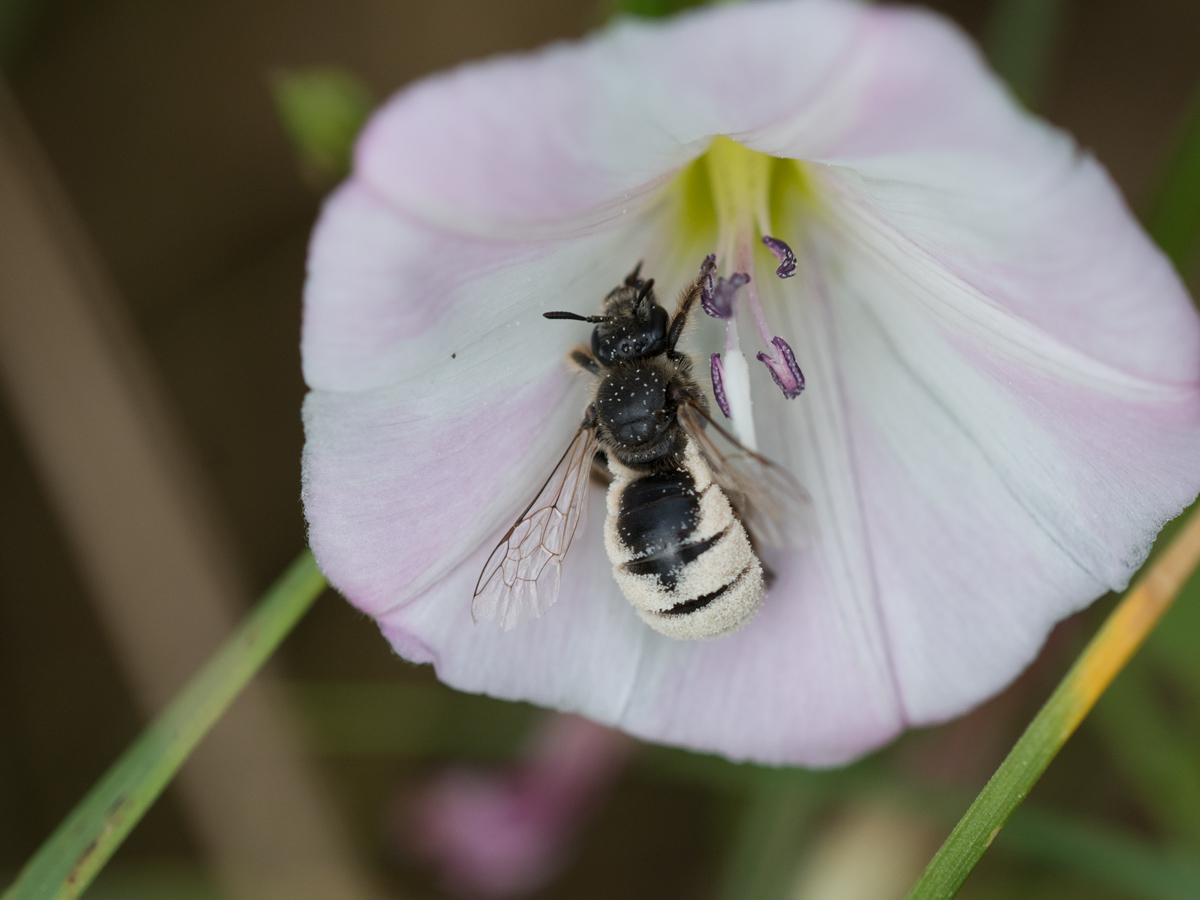 Eine Wildbiene im Blütenrausch?