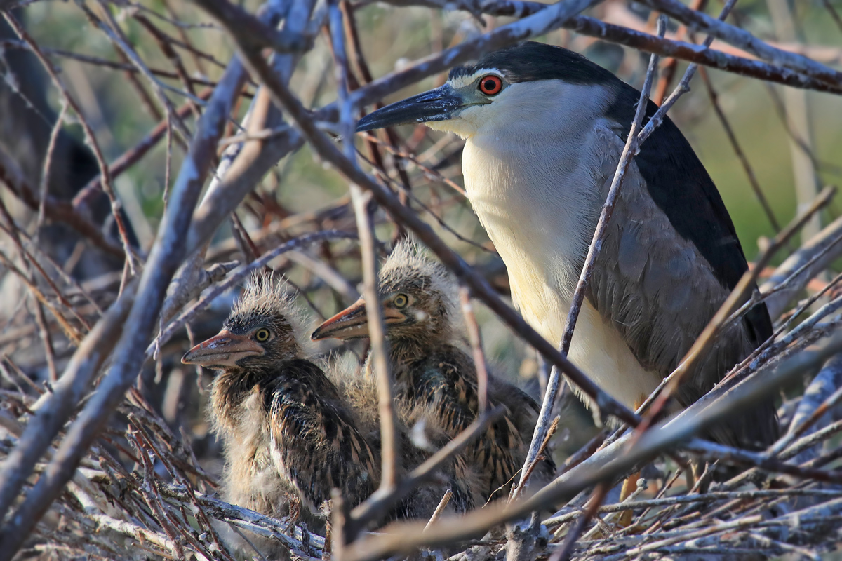 IM NEST (2) - Nachtreiher mit Nachwuchs