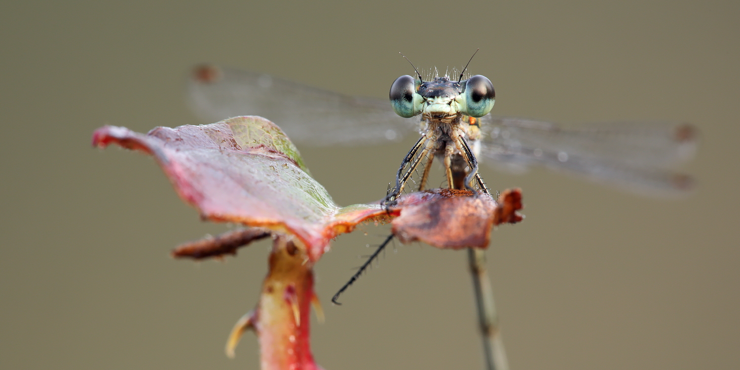 Lestes virens