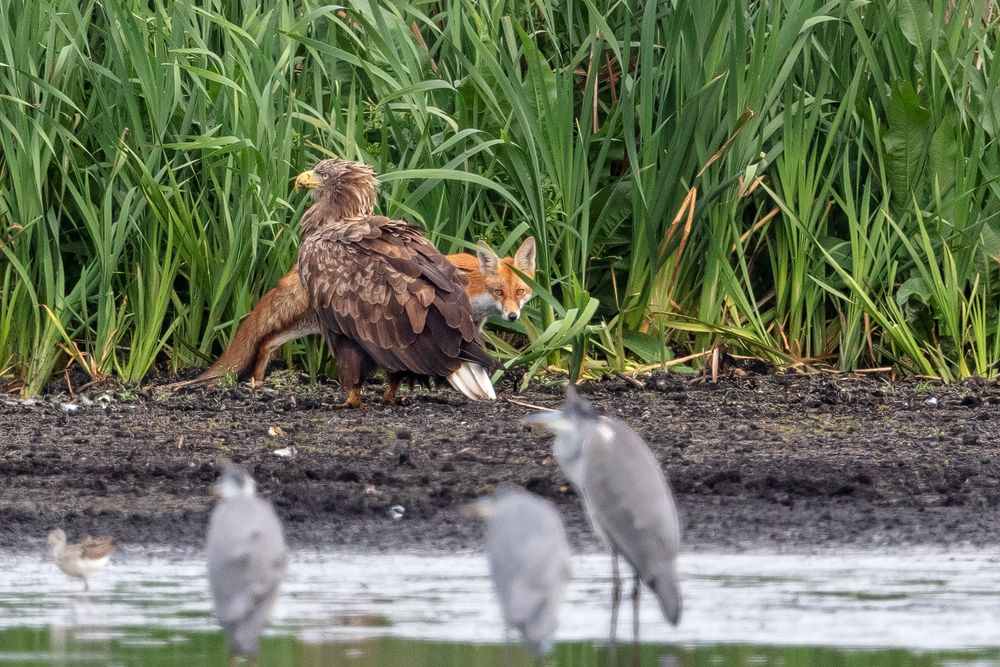 Fuchs und Adler