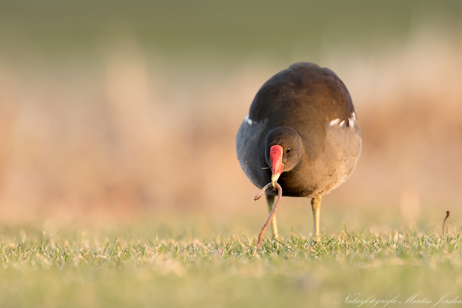 der frühe Vogel...