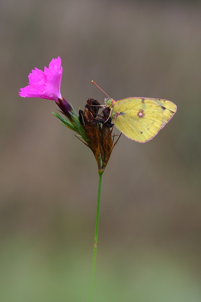 Wiesenklee Gelbling