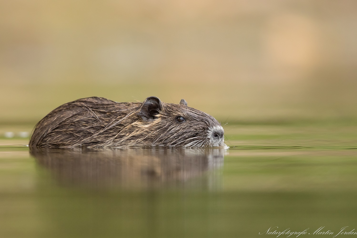 kleiner Nutria