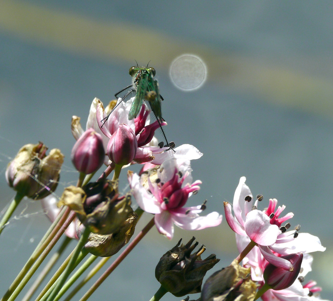 Schwanenblume mit grüner Liebelle