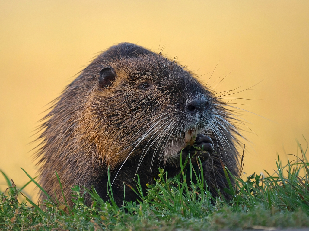 Das alte Nutria